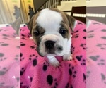 Small Photo #5 Bulldog Puppy For Sale in BELTON, MO, USA