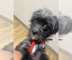 Small #1 Shih Tzu Mix