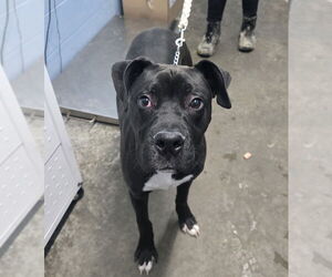 Mutt Dogs for adoption in Evansville, IN, USA