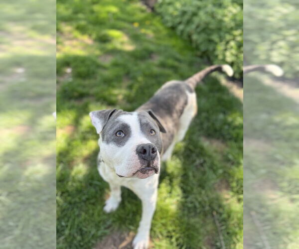 Medium Photo #4 Mutt Puppy For Sale in Doylestown, PA, USA