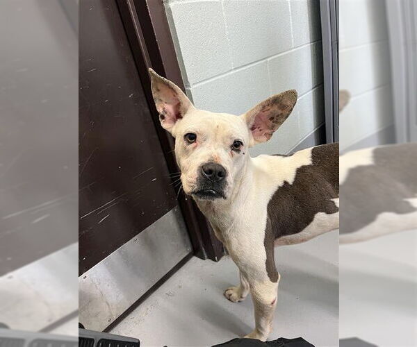 Medium Photo #1 American Pit Bull Terrier-Unknown Mix Puppy For Sale in Corpus Christi, TX, USA