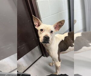 American Pit Bull Terrier-Unknown Mix Dogs for adoption in Corpus Christi, TX, USA