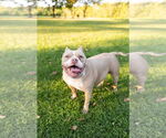 Small #21 American Pit Bull Terrier Mix