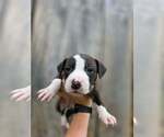 Small American Pit Bull Terrier-American Staffordshire Terrier Mix