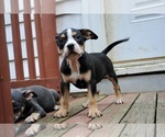 Puppy Puppy 4 American Bully