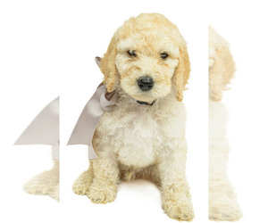 Poodle (Standard) Puppy for Sale in CEDAR CITY, Utah USA