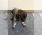 Puppy Stella German Shorthaired Pointer