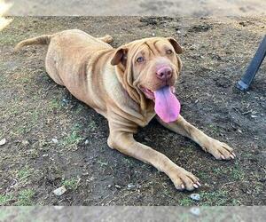 Chinese Shar-Pei Dogs for adoption in Orange, CA, USA