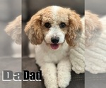 Small Photo #1 Poodle (Miniature) Puppy For Sale in STRAWBERRY, AR, USA