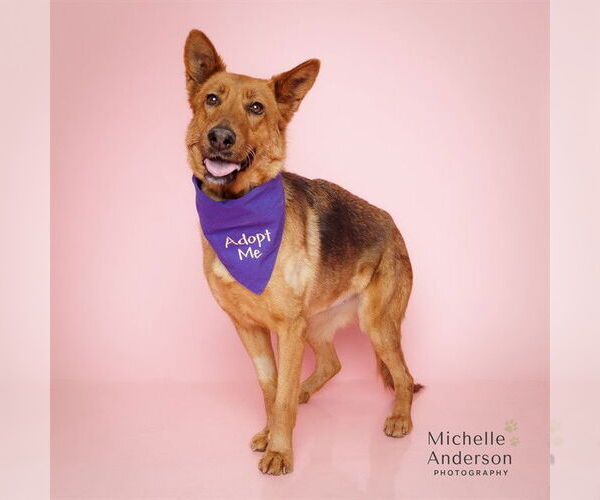 Medium Photo #2 German Shepherd Dog-Unknown Mix Puppy For Sale in Corona, CA, USA