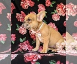 Small Photo #5 French Bulldog Puppy For Sale in QUARRYVILLE, PA, USA