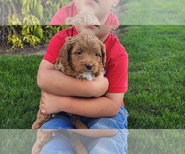Medium Photo #9 Cavapoo mix (+ Poodle Miniature) Puppy For Sale in GREENWOOD, WI, USA