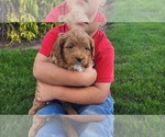 Puppy 2 Cavapoo mix (+ Poodle Miniature)