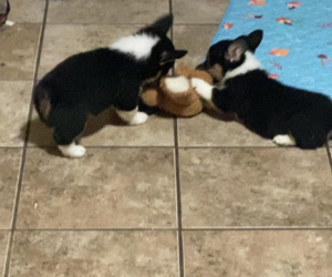 Pembroke Welsh Corgi Puppy for sale in CALHOUN, GA, USA