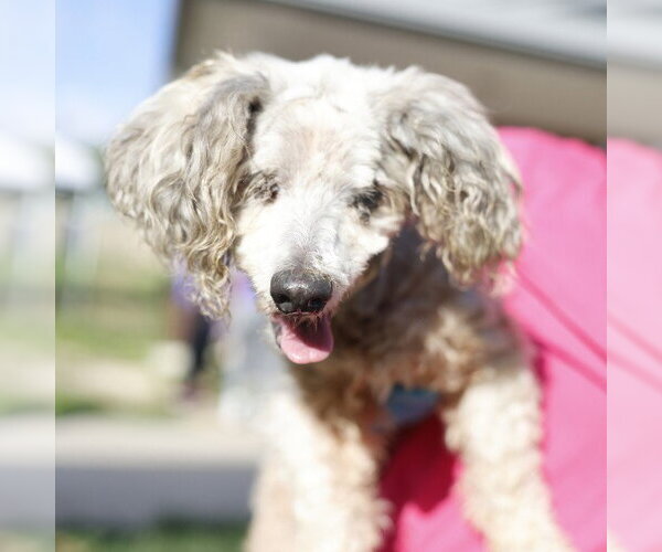 Medium Photo #1 Poodle (Miniature)-Unknown Mix Puppy For Sale in San Antonio, TX, USA