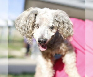 Poodle (Miniature)-Unknown Mix Dogs for adoption in San Antonio, TX, USA
