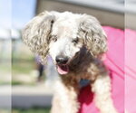 Small Poodle (Miniature) Mix