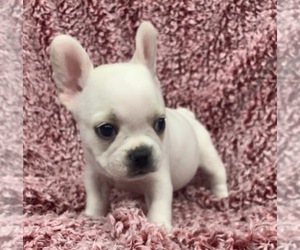 French Bulldog Puppy for sale in JOHNS ISLAND, SC, USA