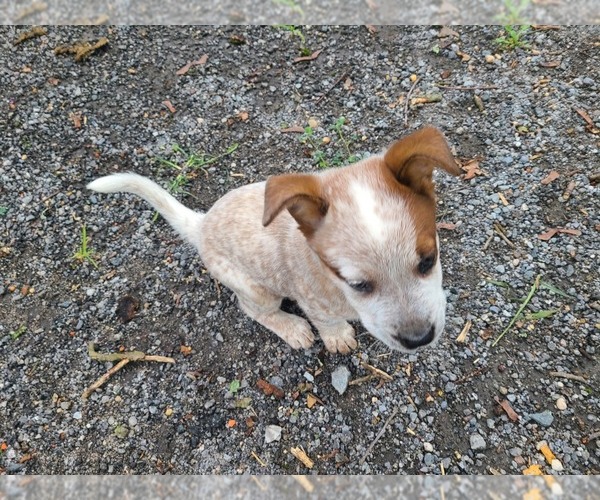 Medium Photo #3 Australian Cattle Dog Puppy For Sale in TOWNSEND, DE, USA