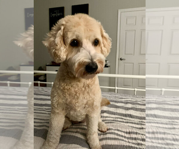 Medium Photo #14 Goldendoodle (Miniature) Puppy For Sale in CAPE CORAL, FL, USA
