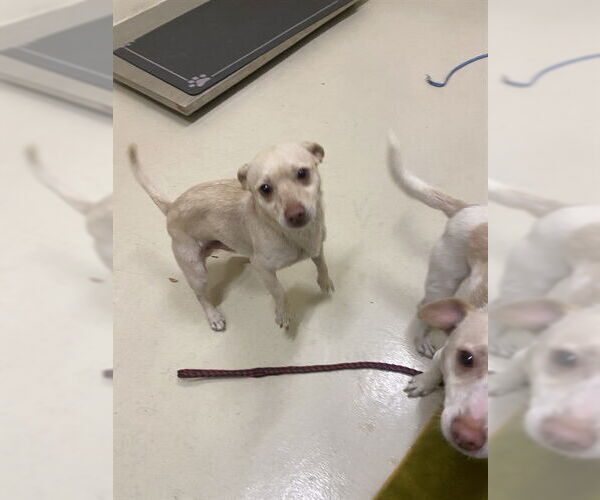 Medium Photo #1 Chihuahua Puppy For Sale in Fremont, CA, USA