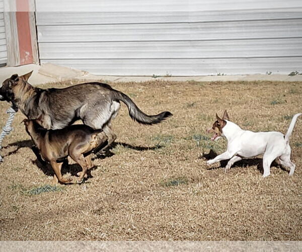 Medium Photo #4 Rat Terrier Puppy For Sale in Atlanta, GA, USA