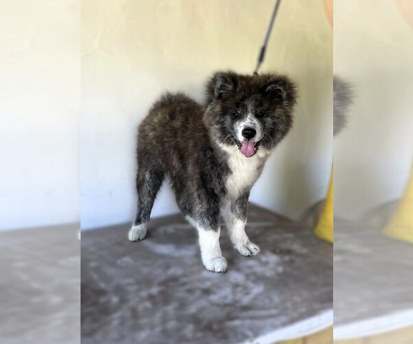 Medium Photo #1 Akita Puppy For Sale in Kerekegyhaza, Bacs-Kiskun, Hungary