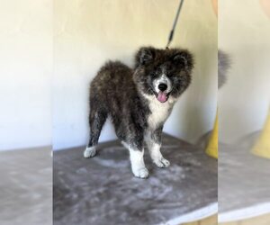 Akita Puppy for sale in Kerekegyhaza, Bacs-Kiskun, Hungary