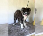 Small Akita