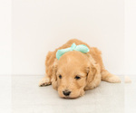 Small Photo #2 Goldendoodle Puppy For Sale in LITTLE ROCK, AR, USA
