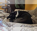 Small #1 Mutt