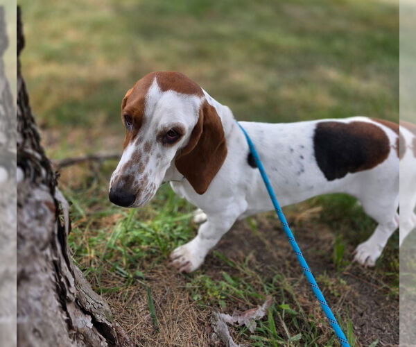 Medium Photo #2 Basset Hound Puppy For Sale in Brookville, OH, USA