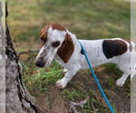 Small #1 Basset Hound