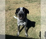 Small German Shorthaired Pointer Mix