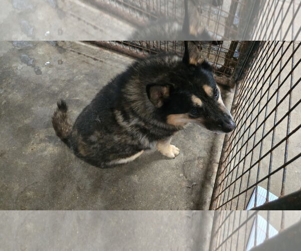 Medium Photo #3 Mutt Puppy For Sale in Jackson, MS, USA