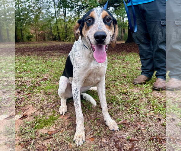 Medium Photo #3 Mutt Puppy For Sale in McCormick, SC, USA