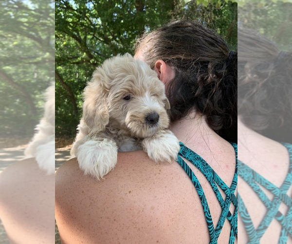 Medium Photo #9 Goldendoodle Puppy For Sale in BRKN ARW, OK, USA