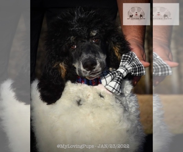 Full screen Photo #3 Poodle (Standard) Puppy For Sale in MARIONVILLE, MO, USA