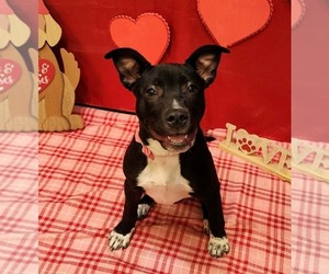 Mutt Dogs for adoption in Des Moines, IA, USA