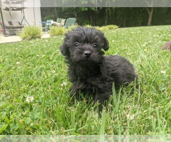 Medium Photo #1 Poodle (Toy)-Yorkshire Terrier Mix Puppy For Sale in SPENCER, TN, USA