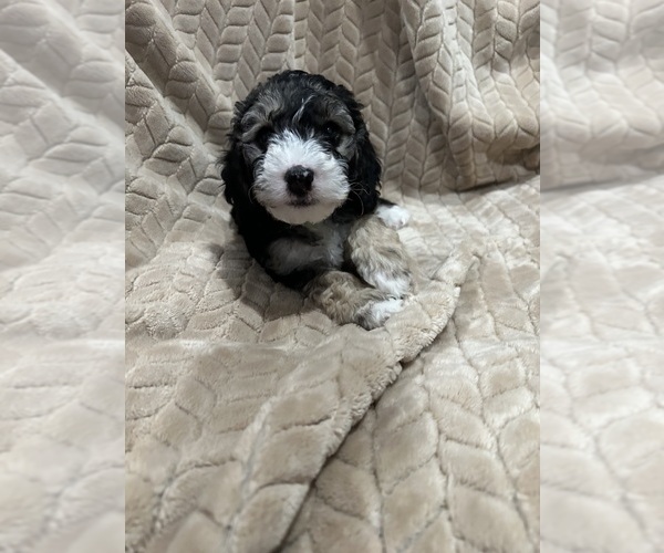 Medium Photo #5 Cockapoo (Miniature) Puppy For Sale in SAN DIEGO, CA, USA