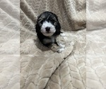 Puppy 4 Cockapoo (Miniature)