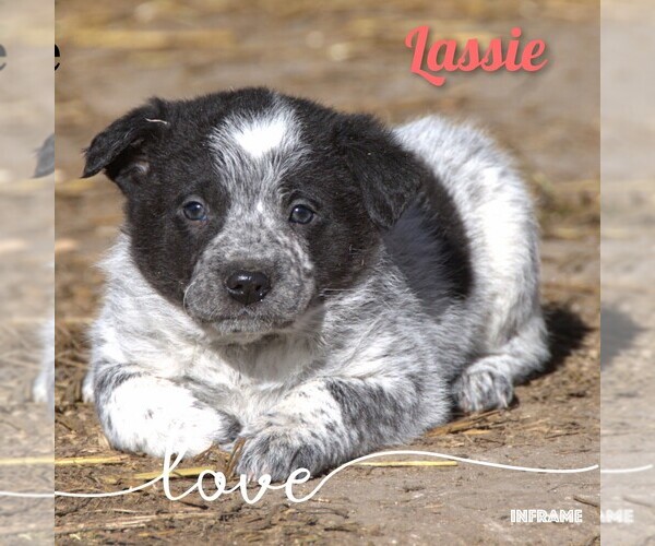 Medium Photo #1 Australian Cattle Dog-Border Collie Mix Puppy For Sale in CLARE, MI, USA