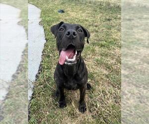 Medium Presa Canario
