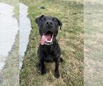 Small Presa Canario