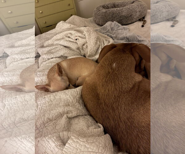 Medium Photo #5 Chihuahua-Unknown Mix Puppy For Sale in Brooklyn Center, MN, USA