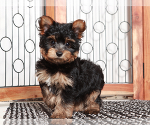 Yorkshire Terrier Puppy for sale in NAPLES, FL, USA
