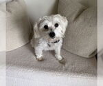 Small #5 Mutt