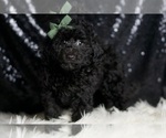 Small #1 Poodle (Toy)