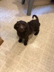 English Setterdoodle Puppy for sale in BREMEN, MN, USA